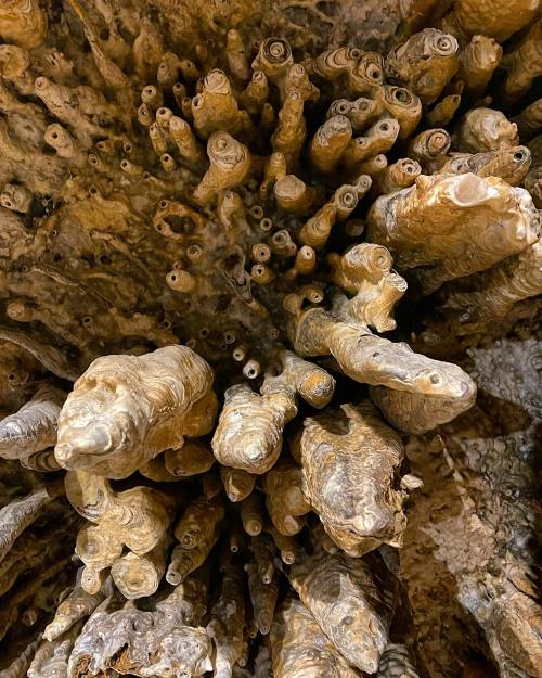 Close-up of unique rock formations resembling twisted, cylindrical shapes in a cave setting.