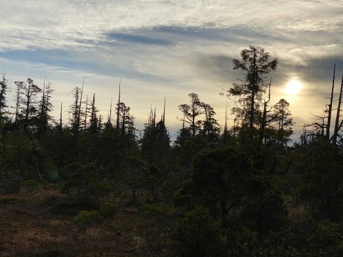 A serene landscape of tall trees silhouetted against a cloudy sky with the sun setting in the background.