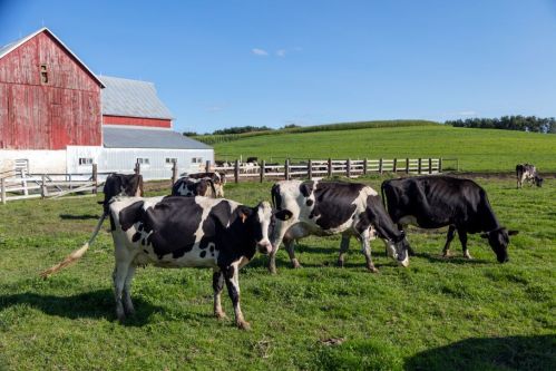A group of black and white cows grazing in a green field near a red barn under a clear blue sky.