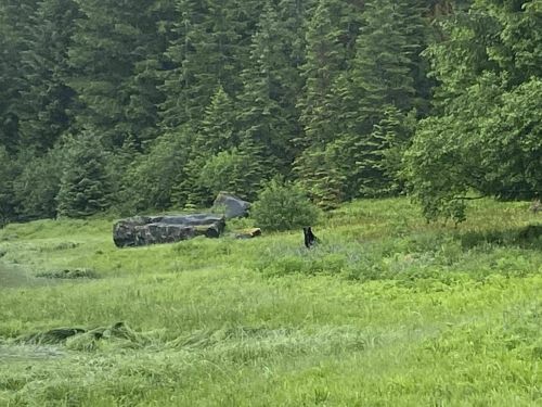 A lush green meadow with large rocks and trees, featuring a black bear in the distance.