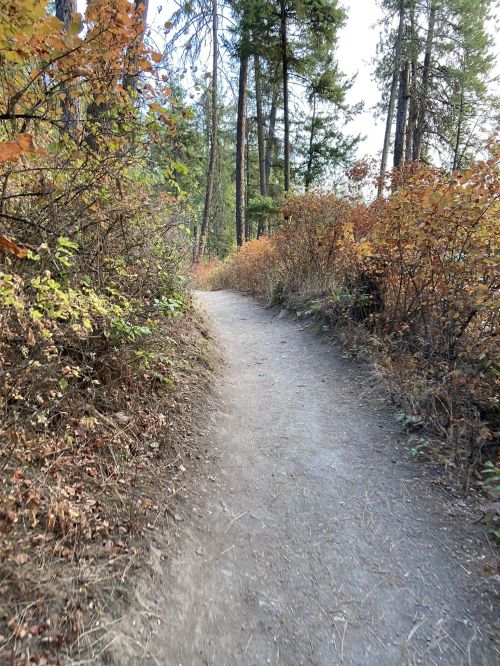A narrow dirt path winds through a forest with trees and colorful autumn foliage on either side.