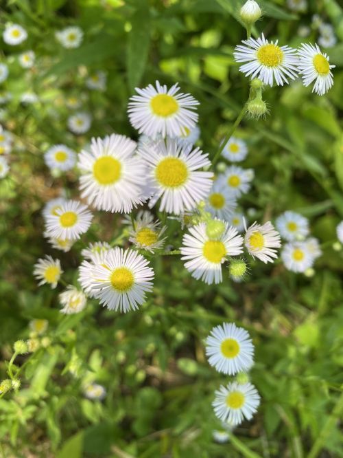 A cluster of small white daisies with yellow centers, surrounded by green foliage.