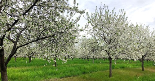 Blossoming trees in a green field, filled with white flowers under a cloudy sky.