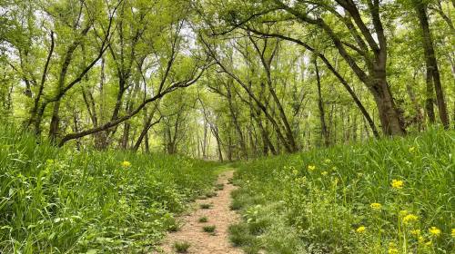 A serene forest path lined with lush green trees and wildflowers, inviting exploration through nature.