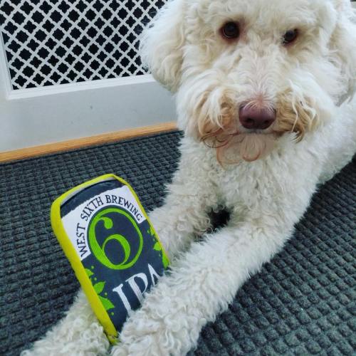 A fluffy white dog rests beside a can of West Sixth Brewing's 6 IPA on a wooden floor.