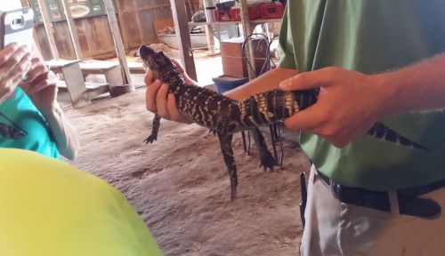 A person holds a small alligator in a barn-like setting, while another person takes a photo.