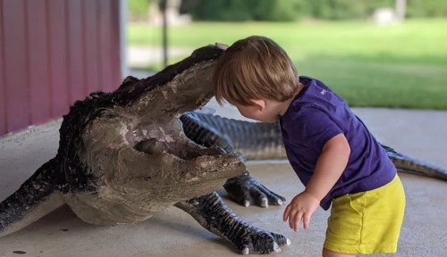 A young child leans toward a large alligator statue with its mouth open, set in a grassy outdoor area.