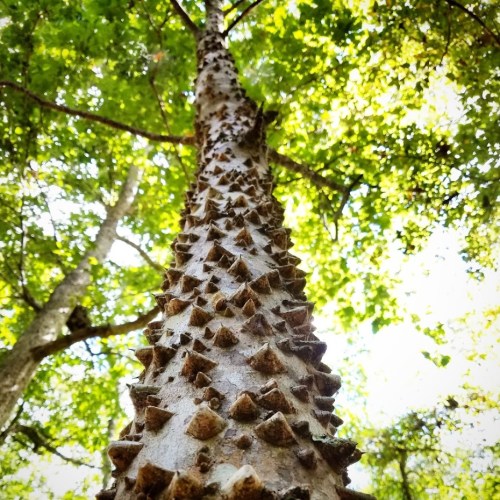 A tall tree trunk covered in sharp, conical thorns, surrounded by lush green foliage and sunlight filtering through the leaves.