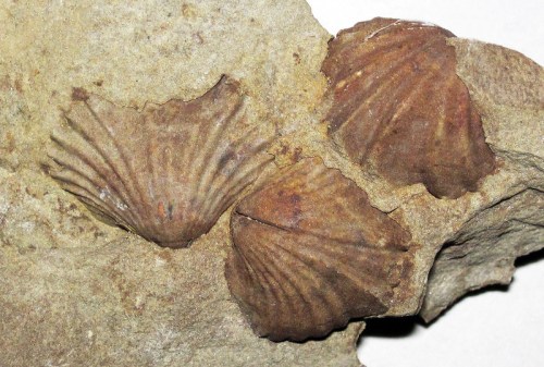 Three fossilized scallop shells embedded in a rock surface.