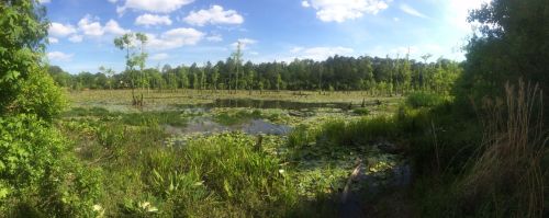 A serene wetland scene with lush greenery, lily pads, and a clear blue sky dotted with clouds.