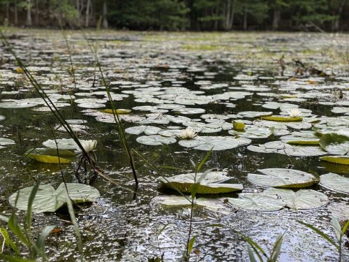 A serene pond covered with lily pads and a few blooming white lilies, surrounded by lush greenery.