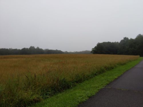 A misty landscape featuring a grassy field and a paved path, surrounded by trees under a gray sky.