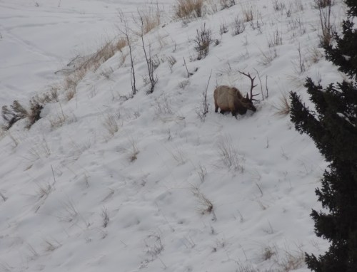 A lone elk grazes on a snowy hillside, surrounded by sparse vegetation and trees.