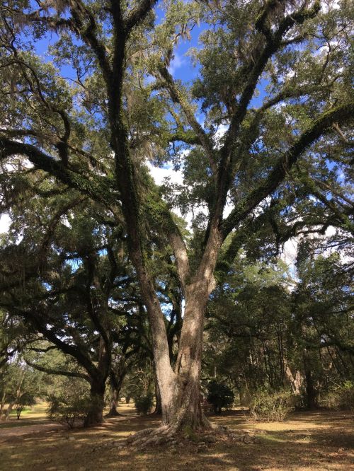 A large, leafy tree with a thick trunk stands in a sunny, open area surrounded by other trees and greenery.