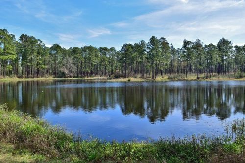 A serene lake surrounded by tall pine trees, reflecting the blue sky and greenery on a calm day.