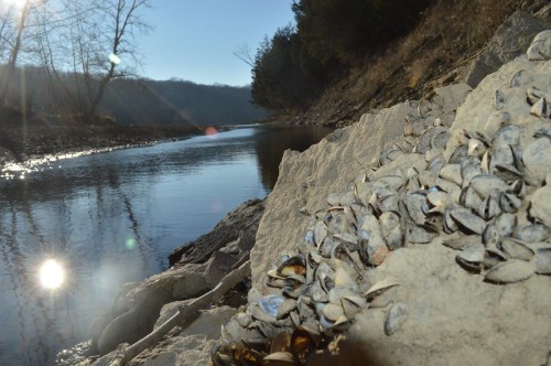 A pile of shells on a rocky riverbank, with sunlight reflecting on the calm water and trees in the background.