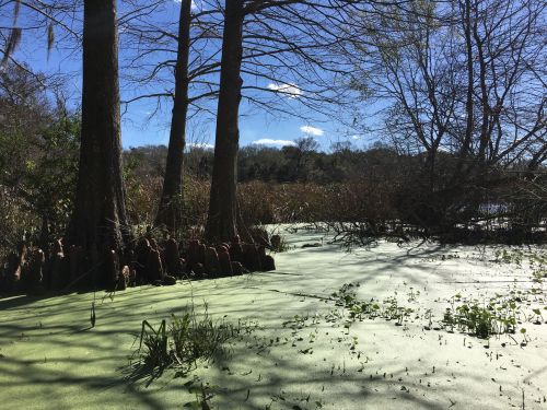 A serene wetland scene with trees, green algae covering the water, and a clear blue sky in the background.