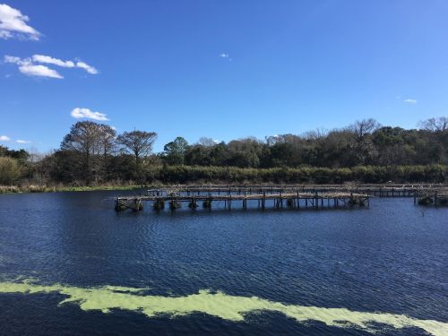A serene lake scene with a wooden pier, surrounded by trees and blue sky, featuring green algae along the water's edge.