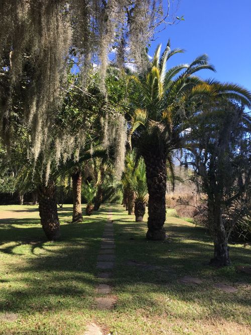 A pathway lined with palm trees and Spanish moss under a clear blue sky.