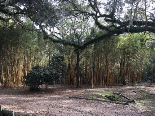 A serene landscape featuring tall bamboo stalks and lush greenery under a canopy of trees.