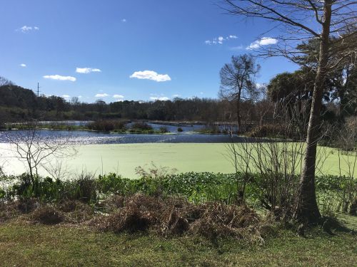 A serene landscape featuring a pond covered in green algae, surrounded by trees and blue skies with scattered clouds.
