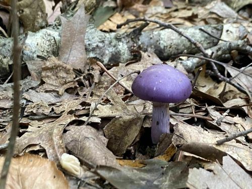 A single purple mushroom growing among fallen leaves and twigs on the forest floor.