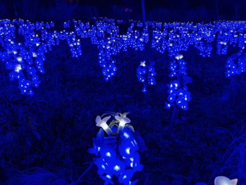 A field of glowing blue flowers illuminated against a dark background, creating a magical nighttime scene.