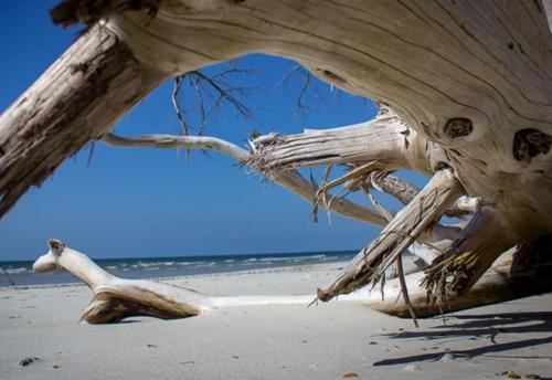 A weathered driftwood tree stretches across a sandy beach, with the ocean and clear blue sky in the background.