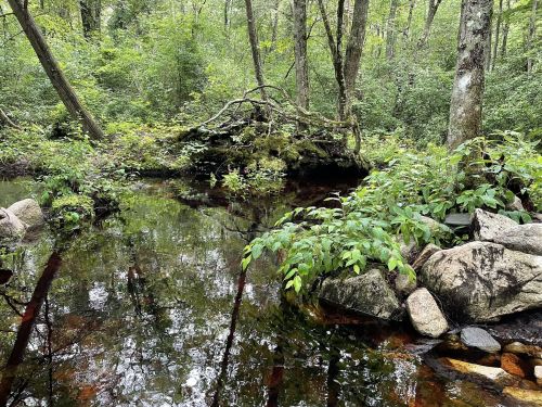 A serene forest scene with a calm stream reflecting trees and rocks, surrounded by lush greenery.