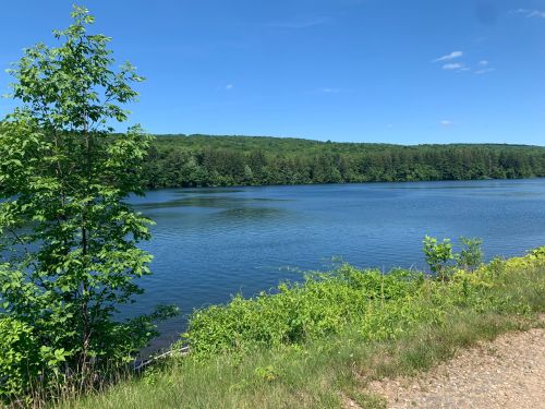A serene lake surrounded by lush green trees under a clear blue sky.