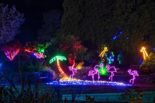 Colorful holiday lights illuminate a garden scene with palm trees, flamingos, and giraffes against a dark night sky.