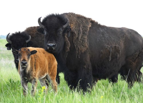 A large bison stands beside a smaller calf in a grassy field, with another bison partially visible in the background.