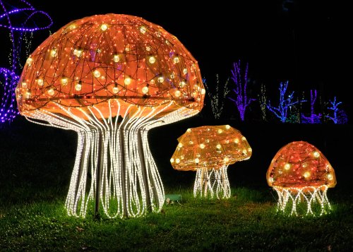 Three illuminated mushroom sculptures with orange caps and glowing lights, set against a dark, colorful background.