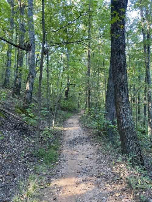 A winding dirt path through a lush green forest with tall trees and dappled sunlight.