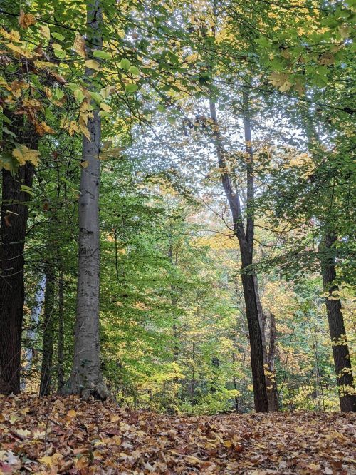 A serene forest scene with tall trees and colorful autumn leaves scattered on the ground.