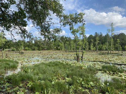 A serene wetland scene with lush greenery, water lilies, and trees under a blue sky with scattered clouds.