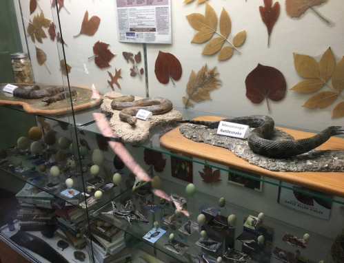 Display case featuring three rattlesnakes and various natural history specimens, surrounded by autumn leaves.