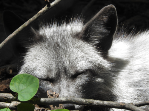 A close-up of a sleeping fox with soft, gray fur, partially hidden among branches and green leaves.