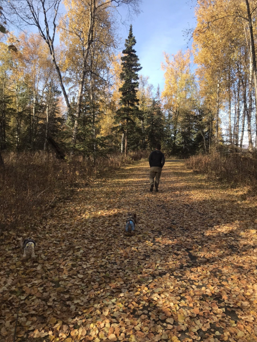 A person walks down a leaf-covered path in a forest, accompanied by two small dogs, surrounded by autumn foliage.