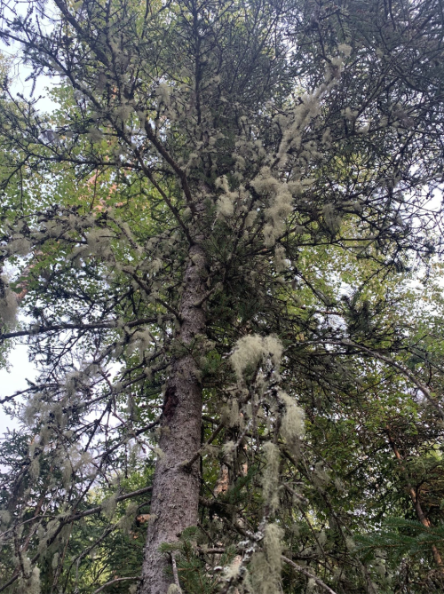 A tall tree covered in green moss and lichen, with branches reaching towards a bright sky.