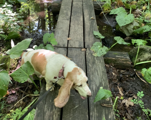 A basset hound walks on a wooden bridge surrounded by lush green plants and a small stream.
