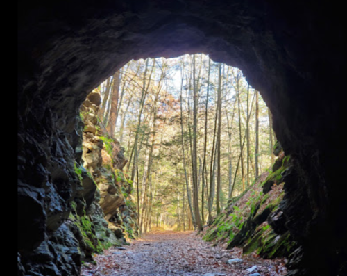 View from a cave opening, revealing a forest path lined with trees and fallen leaves in soft, natural light.