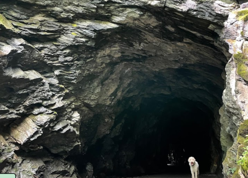 A dog stands at the entrance of a dark cave surrounded by rocky walls and moss.