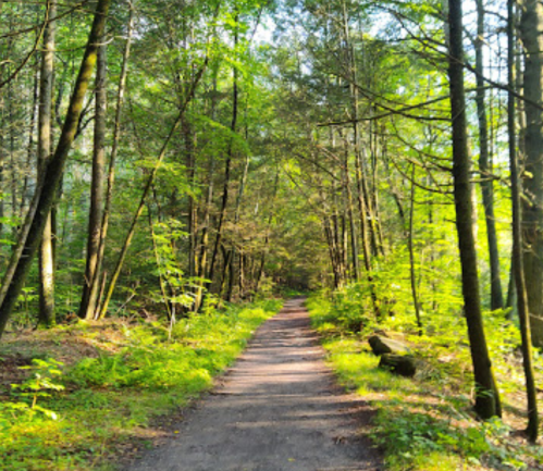 A serene forest path surrounded by lush green trees and sunlight filtering through the leaves.