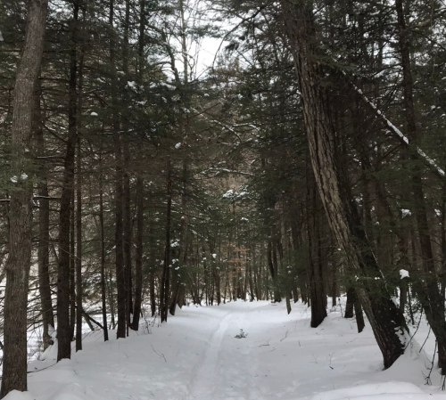 A snowy path winding through a dense forest of tall trees.