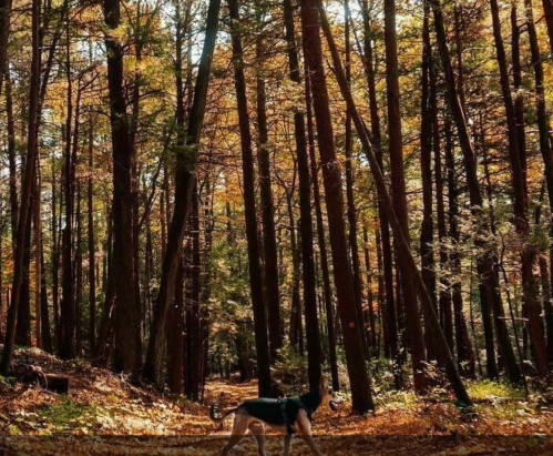 A dog walks along a forest path surrounded by tall trees and autumn foliage.