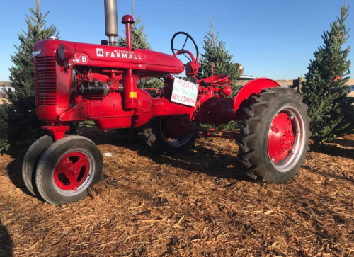 A bright red Farmall tractor parked among evergreen trees on a bed of mulch.