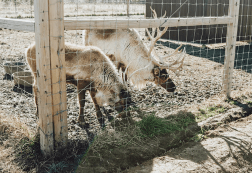 Two reindeer grazing near a wooden fence, with one reindeer having large antlers.