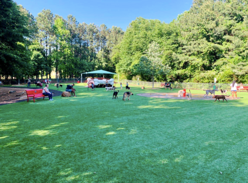 A sunny dog park with people and various dogs playing on green grass, surrounded by trees and benches.
