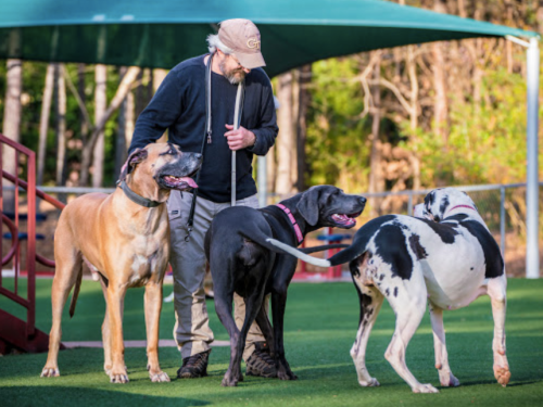 A man with a cap stands with three large dogs in a park, enjoying a sunny day.